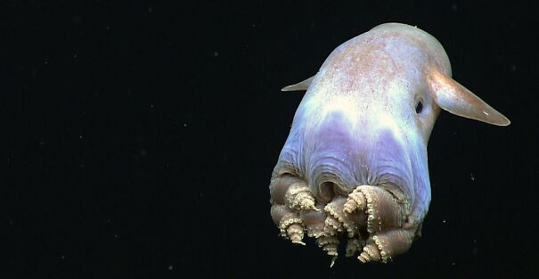 deep-sea-dumbo-octopus-full-widthjpgthumb19201920-68dd87ed466ce.jpg