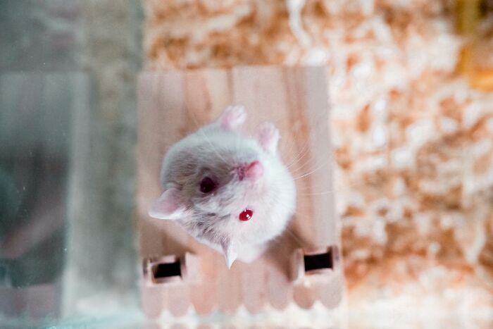 Small white hamster in cage sharing potentially dangerous situations related to pets and their care environment.