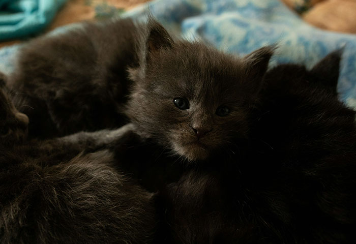 Newborn black kitten resting quietly, capturing a calm moment amid birth meltdowns witnessed by doctors.