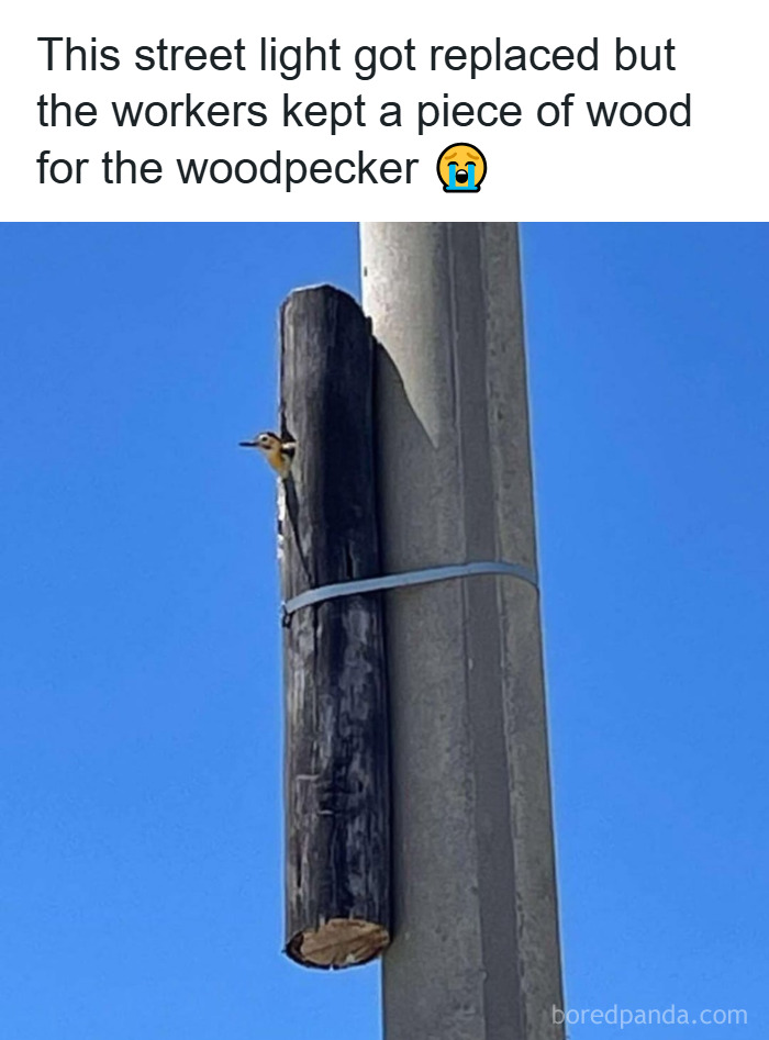 Woodpecker peeking from a piece of wood attached to a new street light pole in a wholesome animal meme.