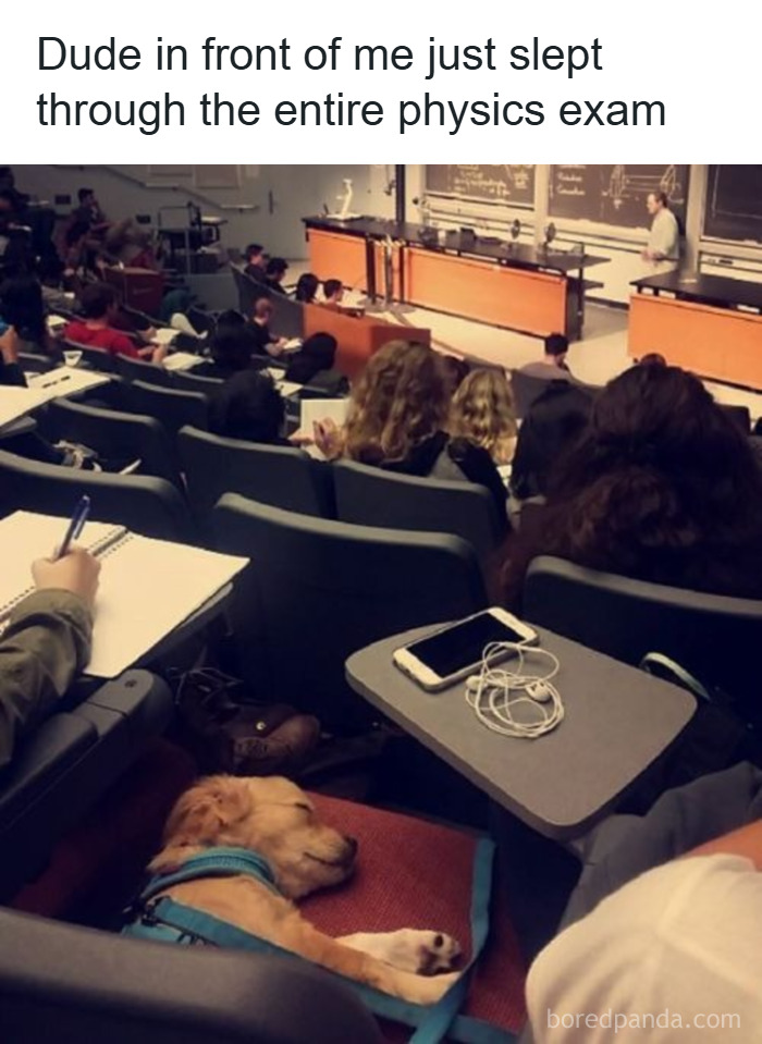 Sleeping dog in a college lecture hall, creating a wholesome animal meme to make you forget your worries.