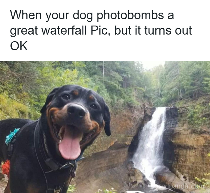Happy dog photobombing a waterfall picture in a forest, showcasing wholesome animal memes to brighten your day.