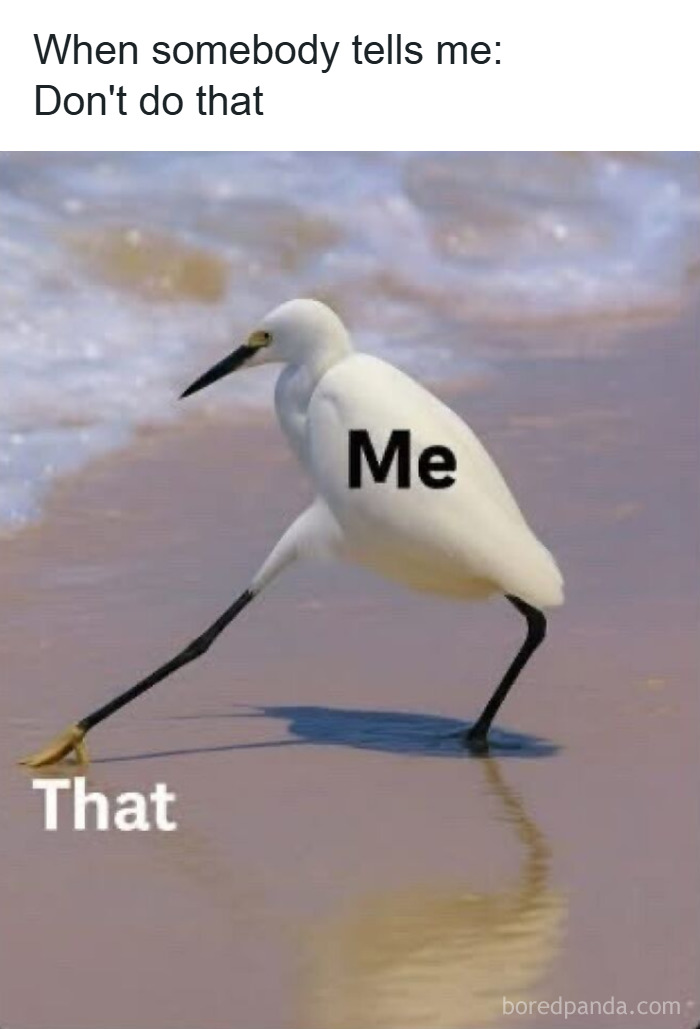 A white bird labeled Me stretching its leg away from text labeled That, illustrating anxiety memes coping theme.