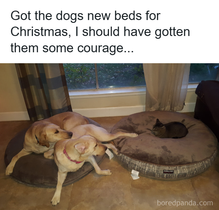 Two dogs on one dog bed looking at a cat sitting confidently on a separate dog bed in a cozy room, wholesome animal memes.