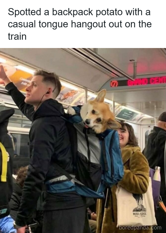 Man carrying a corgi dog in a backpack on a train, a wholesome animal moment to brighten your day.