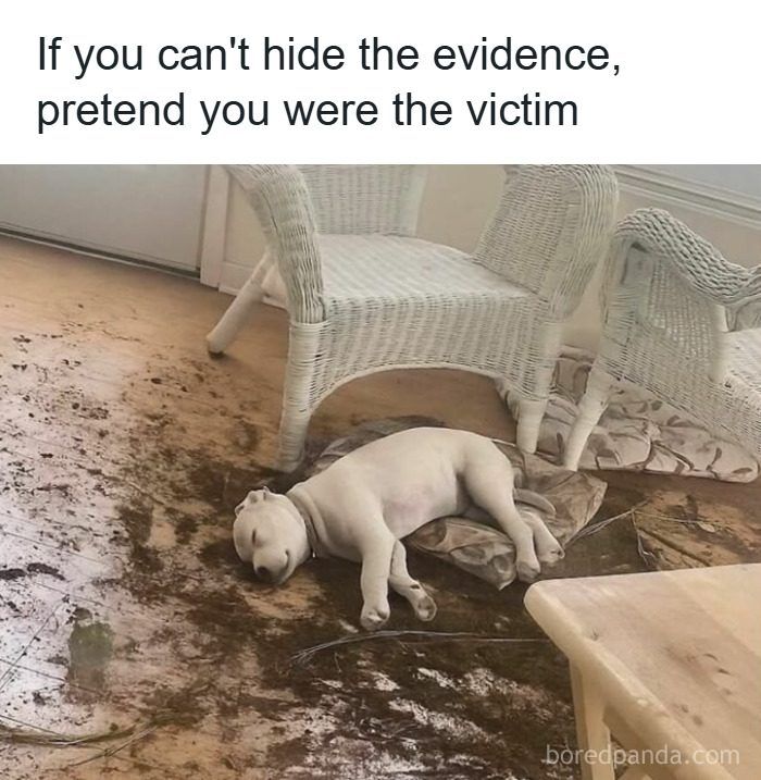 Puppy lying on the floor covered in dirt beside white wicker chairs, funny and adorable animal meme fighting boredom.