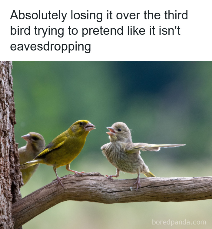 Three small birds on a branch with one bird appearing to eavesdrop funny and adorable animal memes.