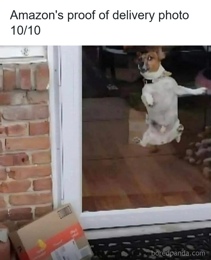 Small dog jumping excitedly against a glass door near a delivered Amazon package, showcasing funny and adorable animal memes.