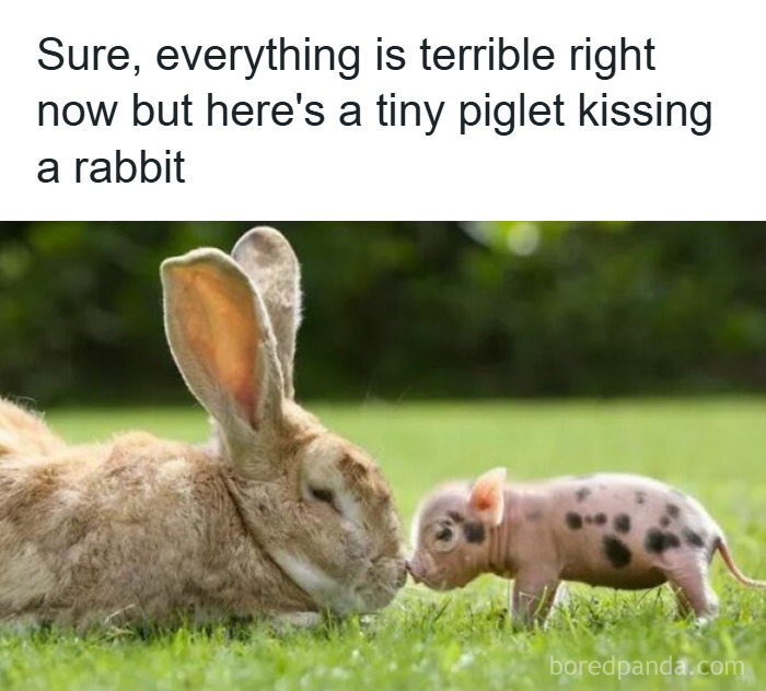 Tiny piglet gently kissing a large rabbit on green grass, a cute and funny animal meme brightening the day.