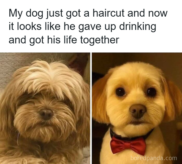 Before and after images of a dog haircut showing a funny and adorable animal meme that fights sadness and boredom.
