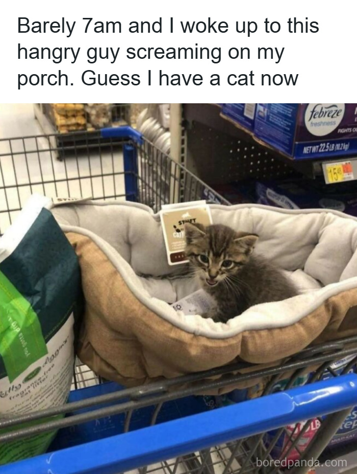 Hungry kitten meowing loudly in a pet bed inside a shopping cart, one of the funny and adorable animal memes.