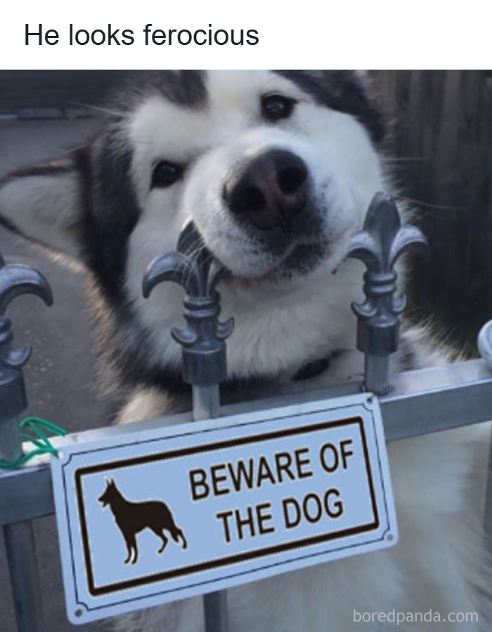 Fluffy dog resting head on metal fence above a beware of the dog sign, funny and adorable animal meme.