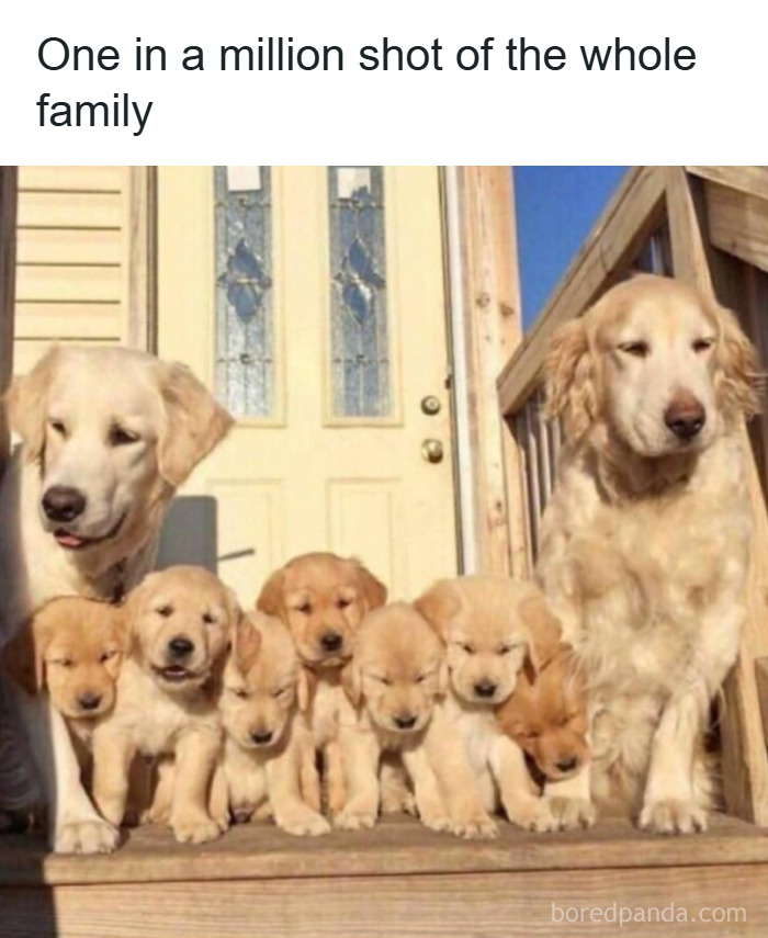 Family of golden retriever dogs sitting together on a porch in a funny and adorable animal meme fighting sadness and boredom.