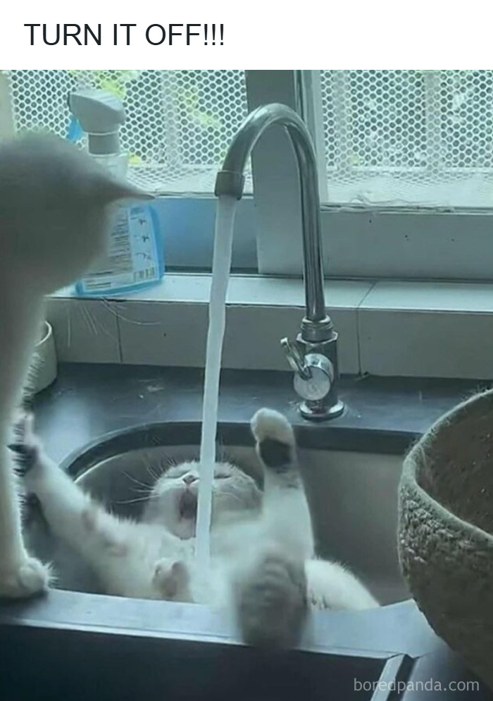 A goofy cat lying in a sink under running water while another cat looks on, showing hilarious unaware cat behavior. A goofy cat lying in a sink under running water while another cat looks on, showing hilarious unaware cat behavior.