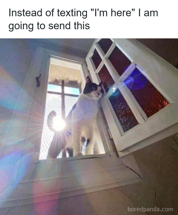 Cat standing in a window with sunlight creating lens flare, one of the 78 cats that are completely unaware of how goofy they are. Cat standing in a window with sunlight creating lens flare, one of the 78 cats that are completely unaware of how goofy they are.