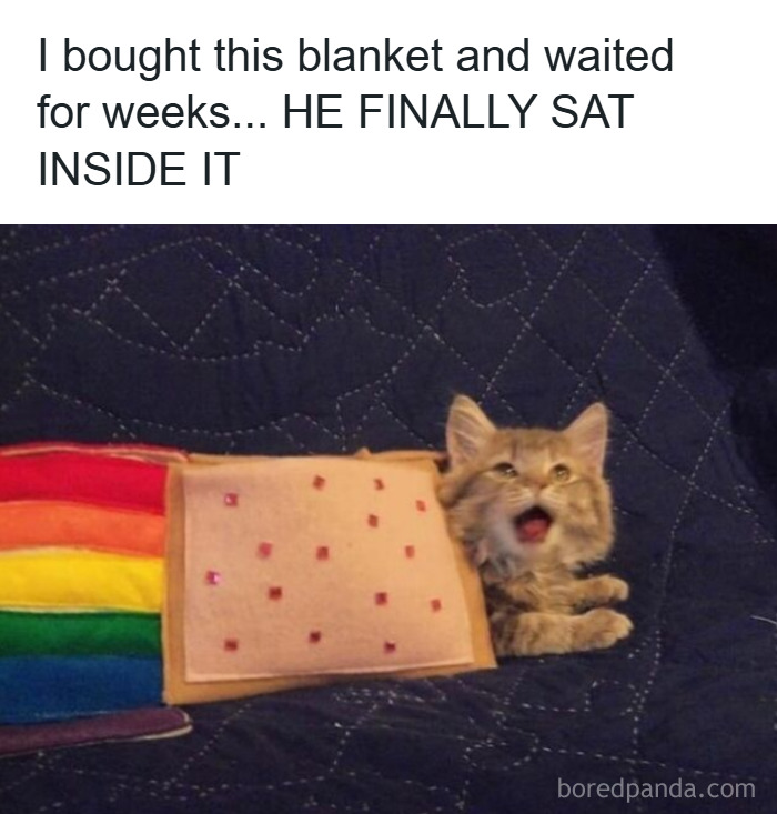 Kitten wrapped in a colorful blanket looking goofy and unaware, showcasing funny cat behavior and adorable cuteness. Kitten wrapped in a colorful blanket looking goofy and unaware, showcasing funny cat behavior and adorable cuteness.