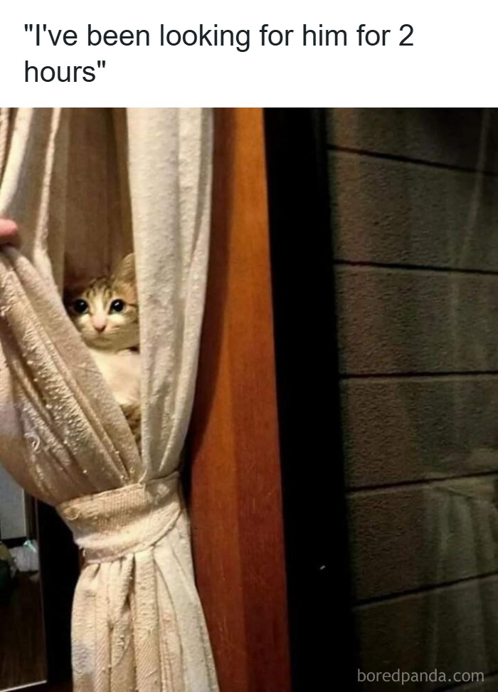 Cat peeking out from behind a curtain, unaware of how goofy it looks while hiding in a cozy indoor setting.