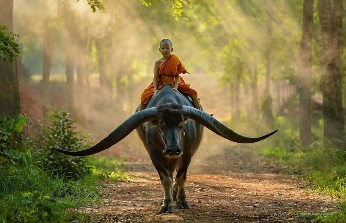 Childhood photo of a young monk riding a water buffalo on a forest path, highlighting beautiful moments around the world.