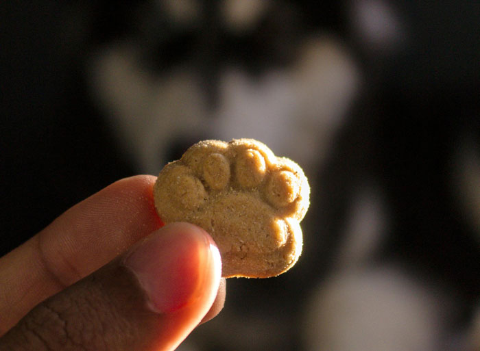 Hand holding a paw-shaped dog treat with a blurred dog in the background, related to elderly lady dog theft plan. Hand holding a paw-shaped dog treat with a blurred dog in the background, related to elderly lady dog theft plan.