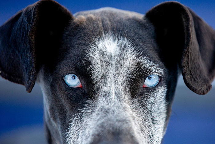 Close-up of a dog with blue eyes, highlighting the doggo involved in the elderly lady's alleged plan to steal. Close-up of a dog with blue eyes, highlighting the doggo involved in the elderly lady's alleged plan to steal.