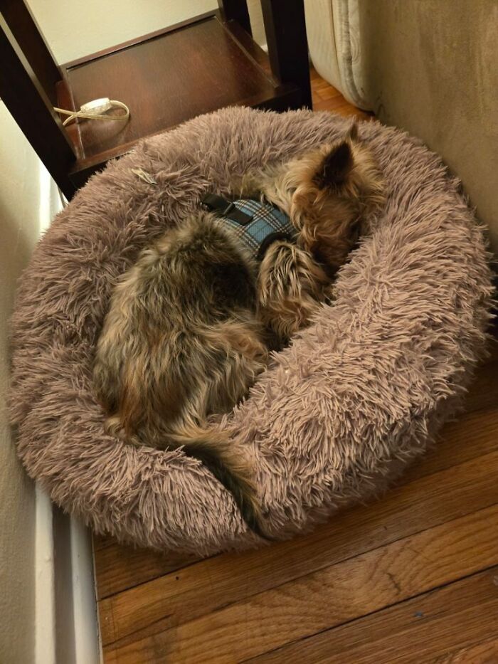 Neglected Yorkie sleeping curled in plush bed wearing blue plaid harness after makeover Neglected Yorkie sleeping curled in plush bed wearing blue plaid harness after makeover