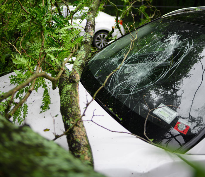Damaged car windshield shattered by fallen tree branch, illustrating family heirloom dispute and court case tensions. Damaged car windshield shattered by fallen tree branch, illustrating family heirloom dispute and court case tensions.