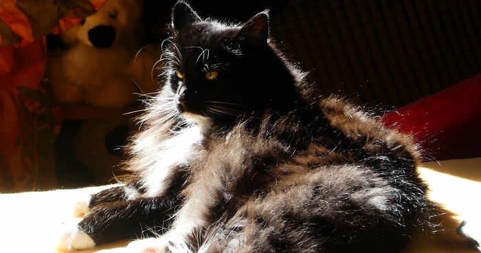 Fluffy black and white cat resting in sunlight with soft fur highlighted in a cozy indoor setting showcasing more pictures.