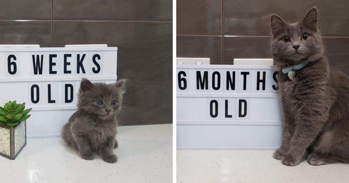 From Kittens To Cats, These 30 Pics Of Felines Growing Up Are Just Too Cute To Handle