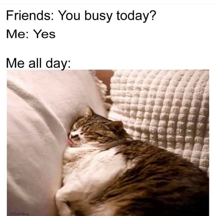 Sleeping tabby cat resting on cushions with text about being busy but relaxed all day, cat memes humor.