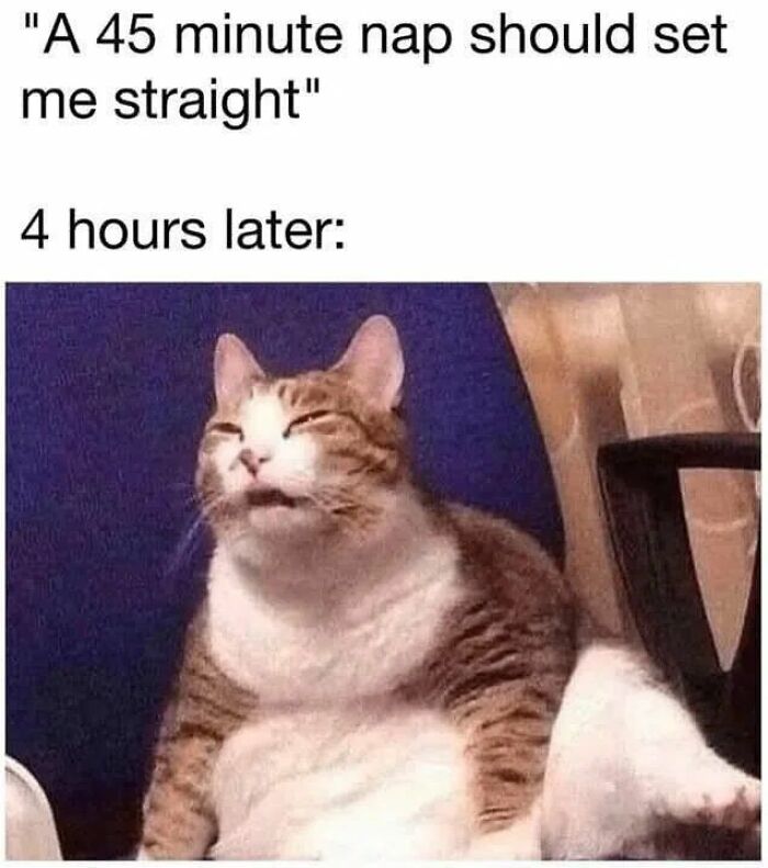 A funny cat meme showing a sleepy cat after a long nap, perfect for cat memes lovers and catnip fans.