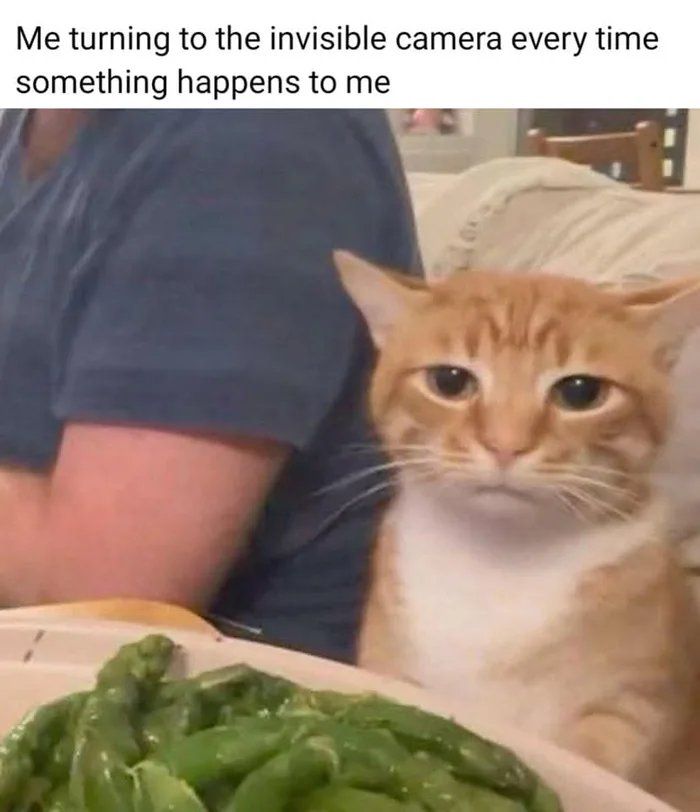 A cat with a serious expression sitting by a person, captioned about turning to an invisible camera, cat memes.