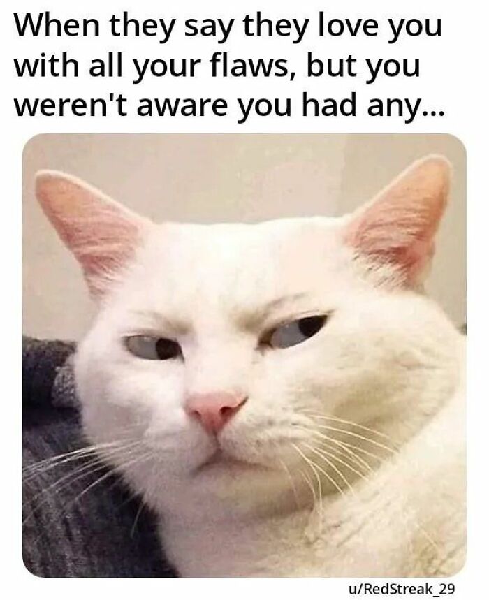 White cat making a suspicious face meme expressing confusion about being loved with flaws in cat memes content.