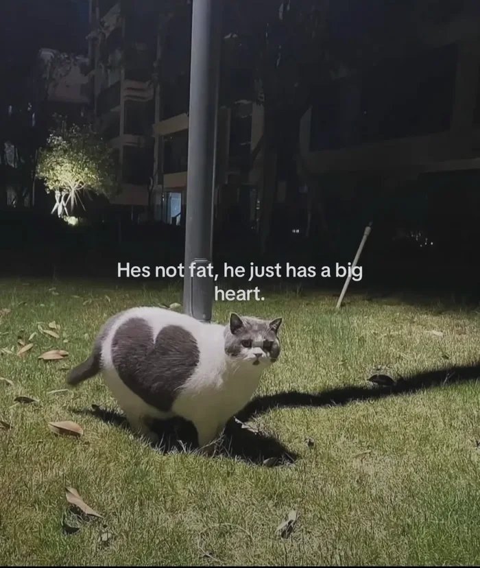 Cat meme of a white and gray cat with a heart-shaped patch on its side and the caption about having a big heart.