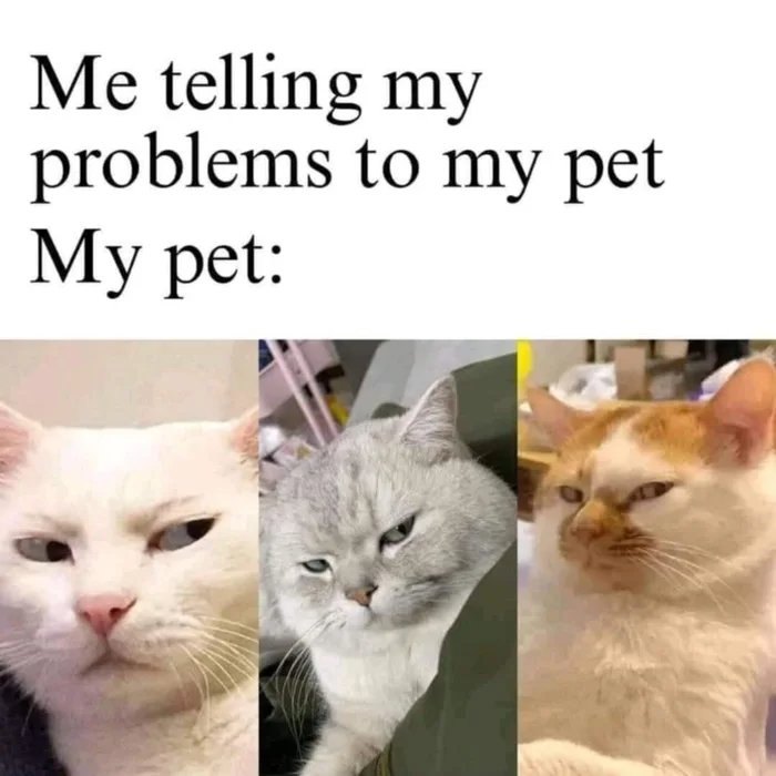 Three cats with unimpressed expressions illustrating relatable cat memes about pets ignoring problems.