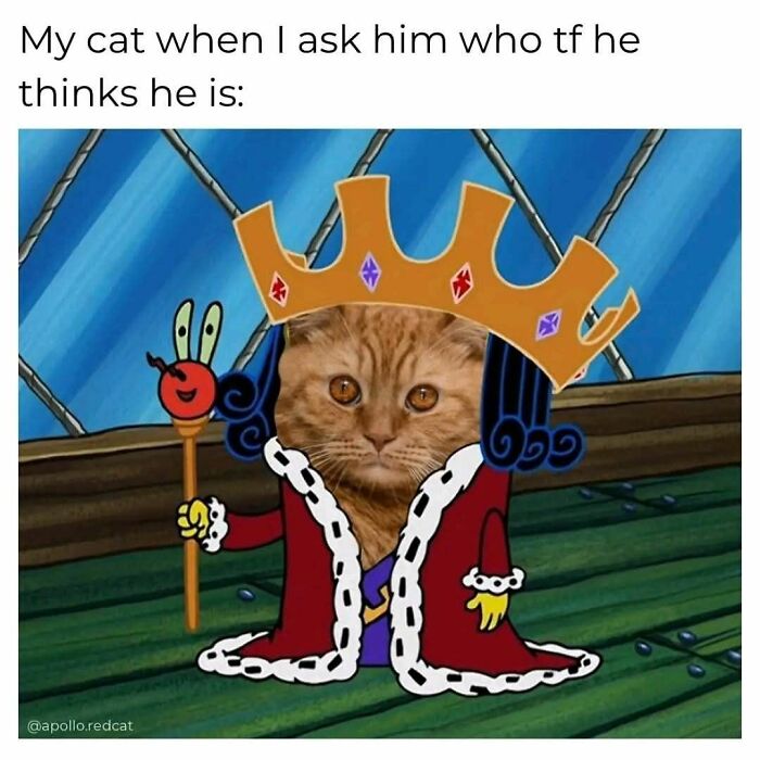 Cat meme showing a cat's face edited onto a cartoon king's body with a crown and royal robe inside a house.