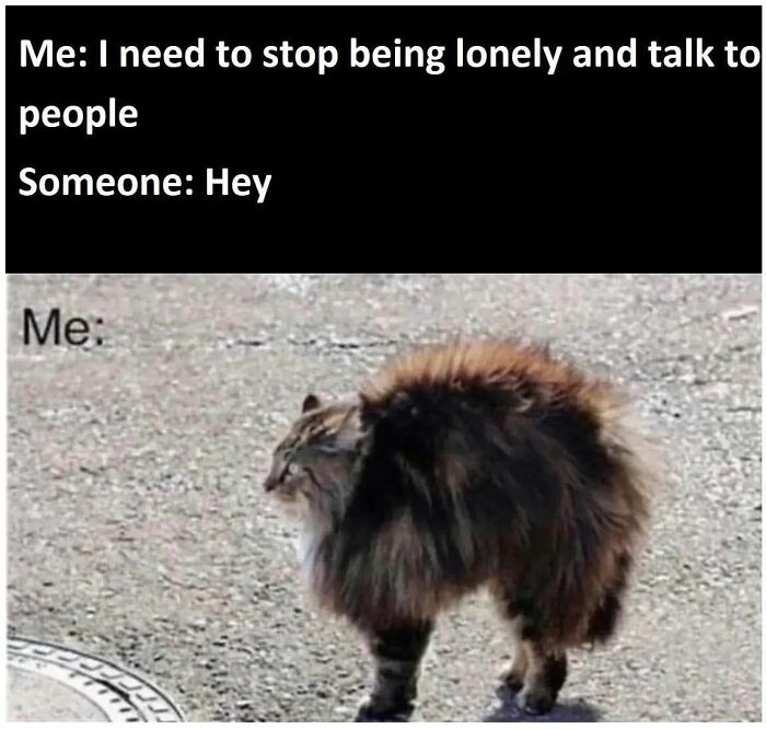 Fluffy cat with arched back humorously representing reluctance to talk to people in cat memes.