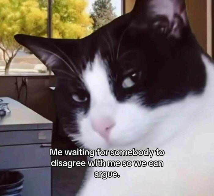 Close-up of a black and white cat with a skeptical expression, featuring a humorous cat meme text.