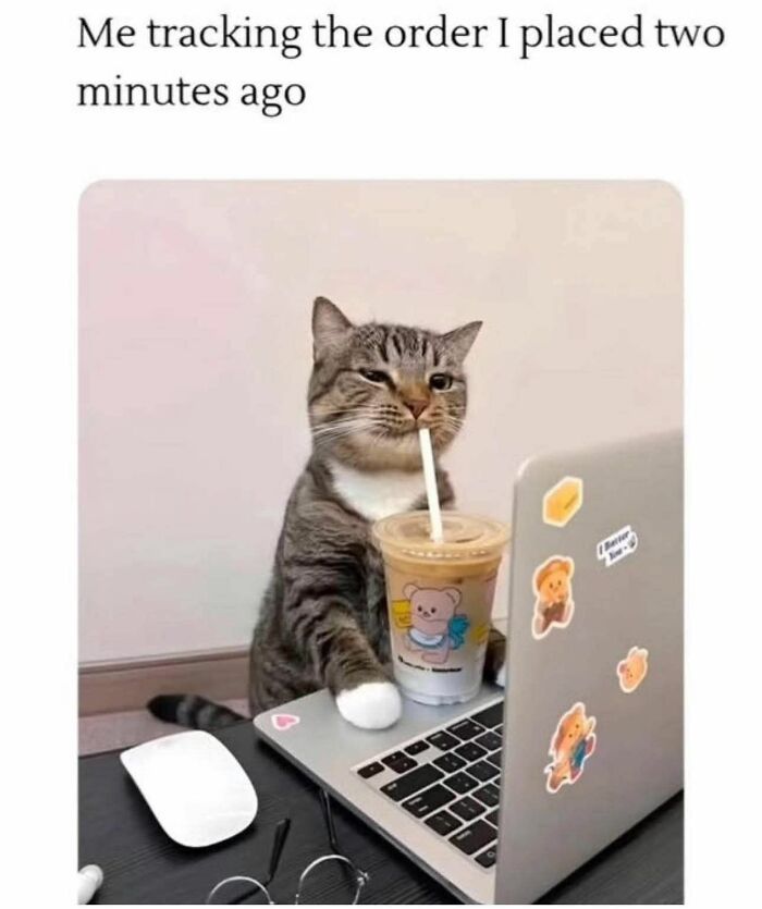Tabby cat sipping drink by laptop with bear stickers, humorously tracking online order, a popular cat meme format.
