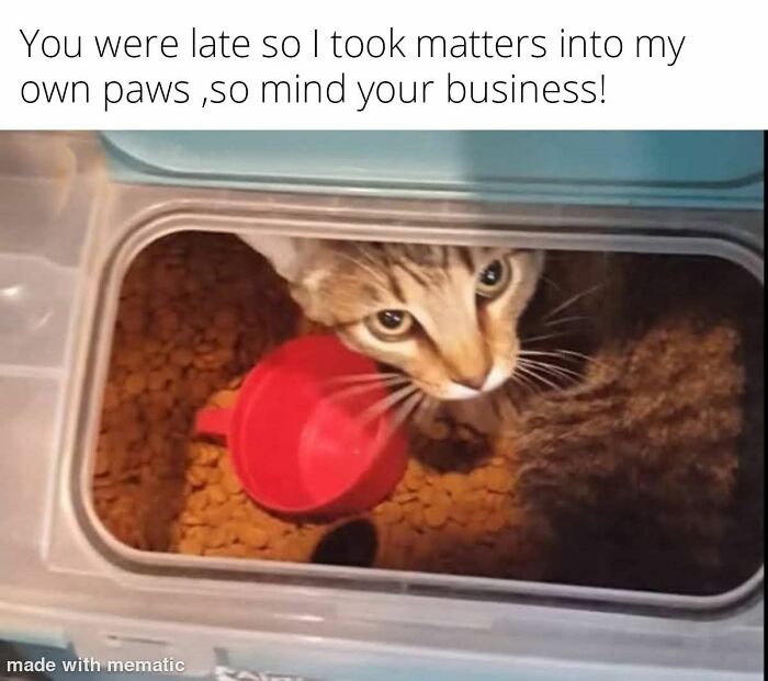 Cat meme showing a cat inside a food container with a red scoop, humorously taking matters into its own paws.