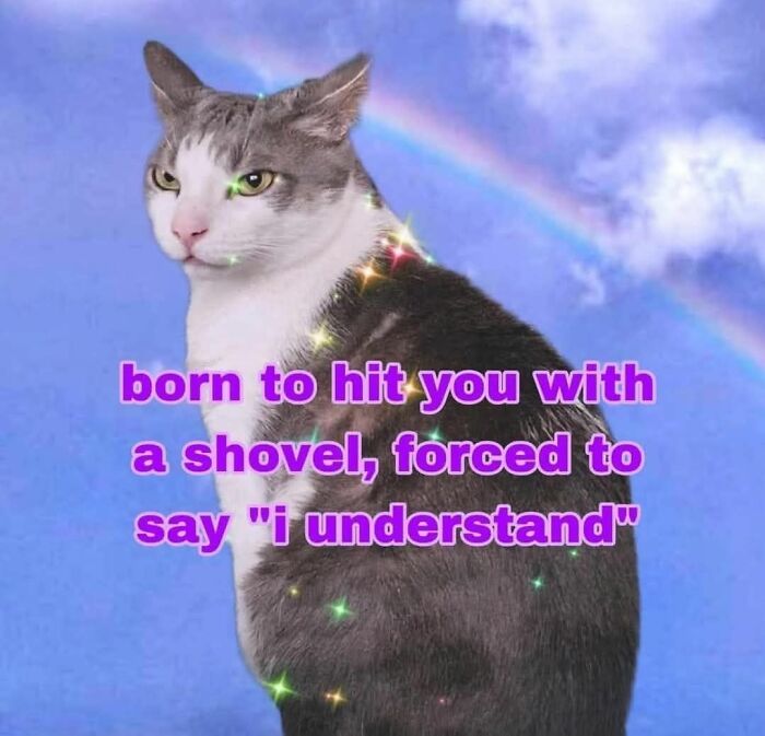 Cat meme featuring a gray and white cat with sparkles and a rainbow background, perfect for cat meme lovers.