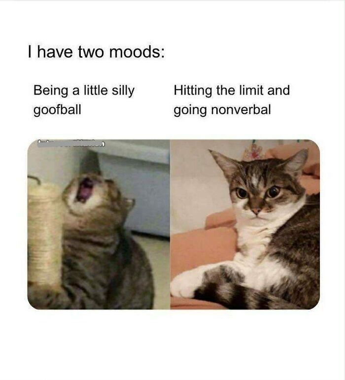 Two photos of a cat showing moods: being silly and goofball, and hitting the limit with a serious expression, cat memes.