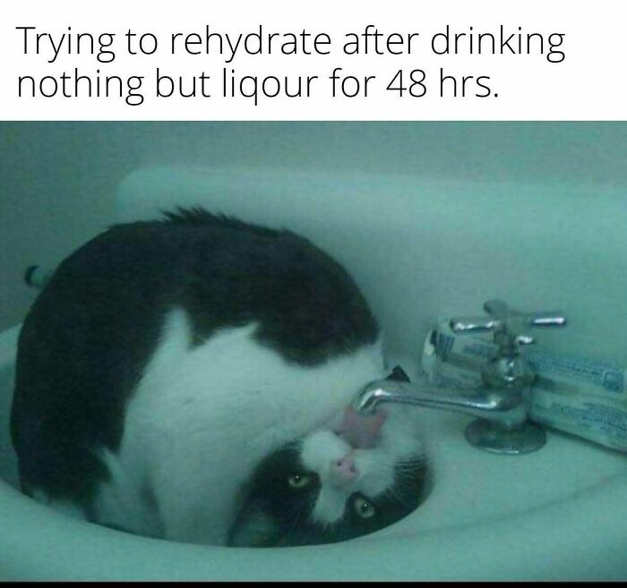 Black and white cat drinking water from a faucet, a funny cat meme about rehydrating after drinking alcohol.