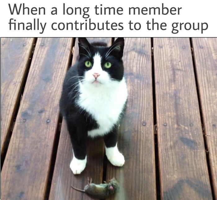 Black and white cat with green eyes sitting on wooden floor next to a caught mouse, a popular cat meme image.