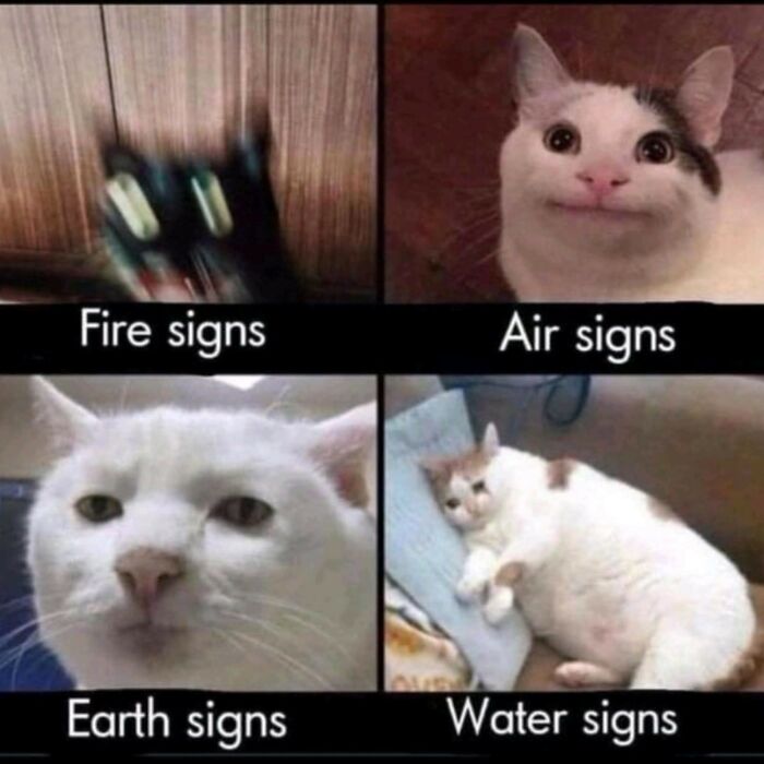 Four cat memes humorously representing fire, air, earth, and water zodiac signs with different cat expressions.