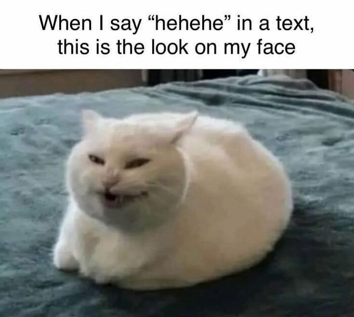 White cat making a funny face on a bed, perfect for cat memes about cats and their quirky expressions.