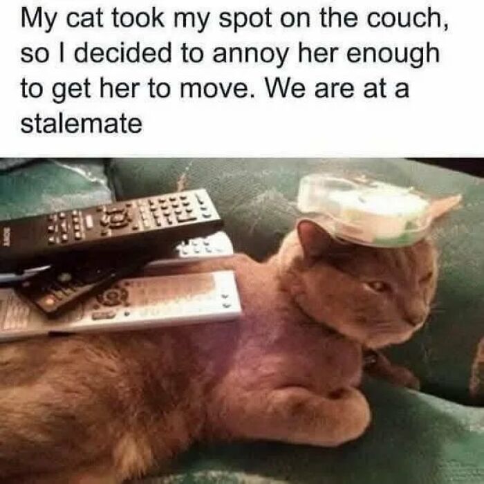 Cat memes showing a cat refusing to move from a couch while remote controls are stacked on its back.