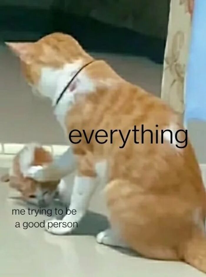 Orange cat appearing to push smaller cat on the ground, humorous cat memes showing struggle to be a good person.