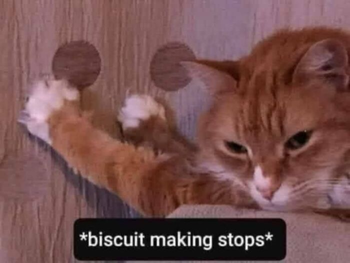 Orange cat stretching paws on wooden surface with caption about biscuit making, illustrating popular cat memes and feline behavior.