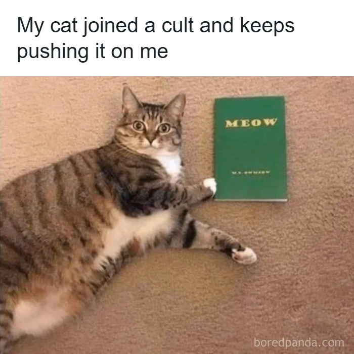 Tabby cat lying on carpet with paw on a green book titled Meow, related to popular cat memes and cat humor content.