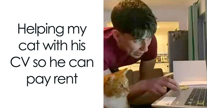 77 Cute And Funny Cat Memes To Look At Instead Of Dealing With Your Problems